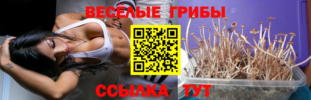 Юрга  Псилоцибиновые грибы MAGIC MUSHROOMS  Вход с VPN 